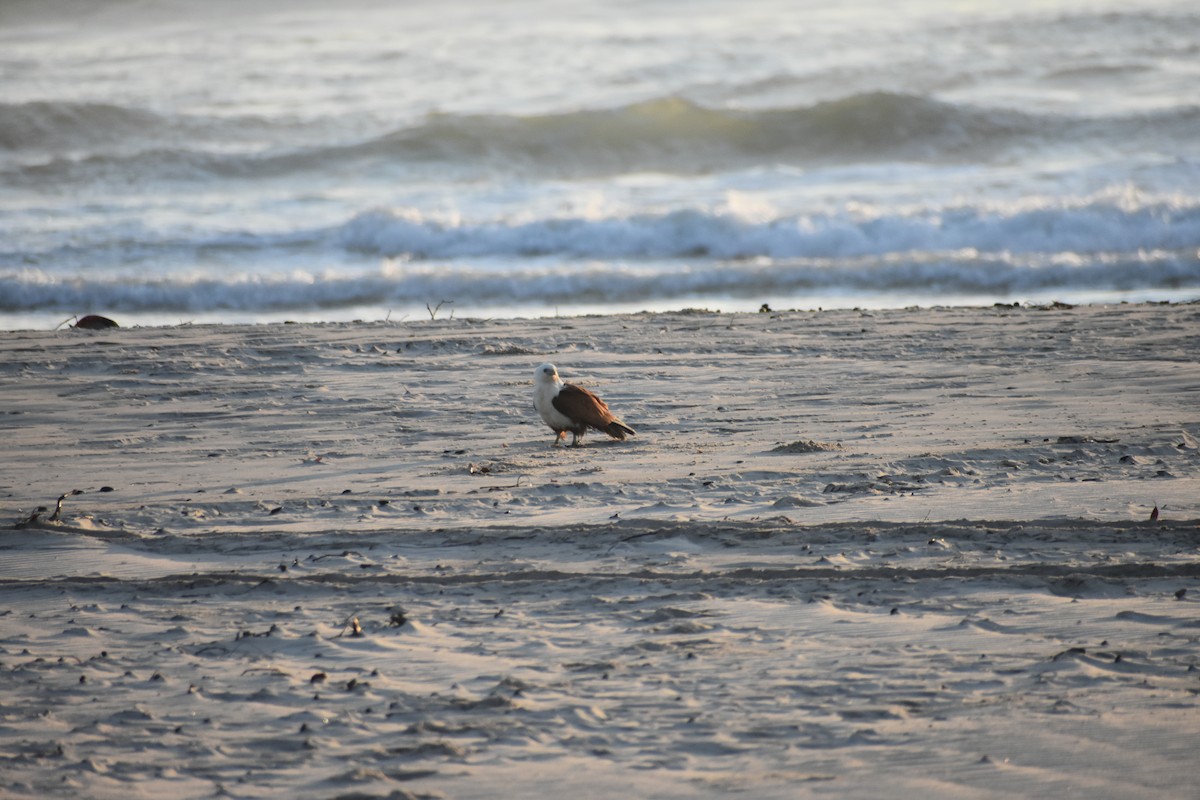 Brahminy Kite - ML609597316