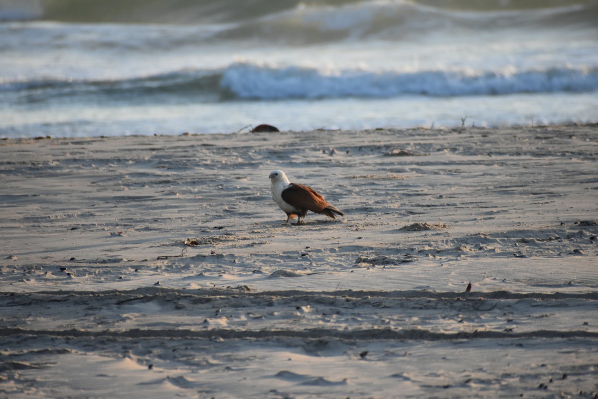 Brahminy Kite - ML609597317