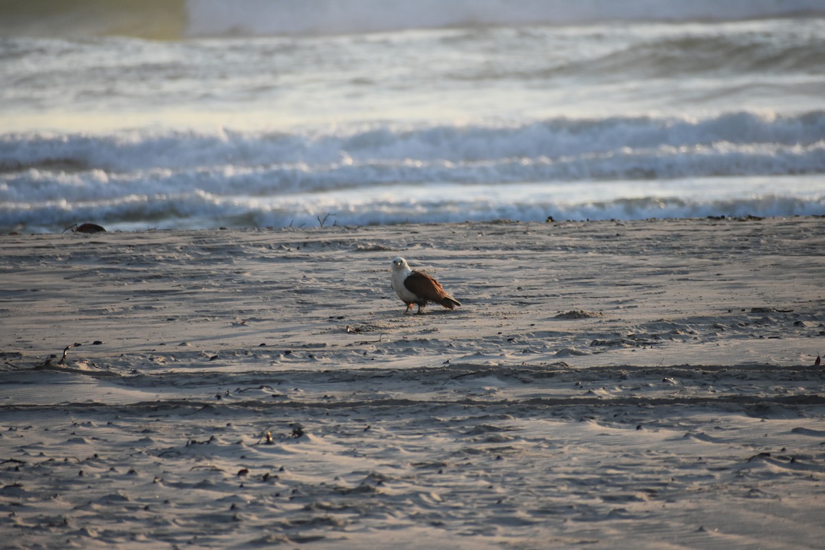 Brahminy Kite - ML609597318