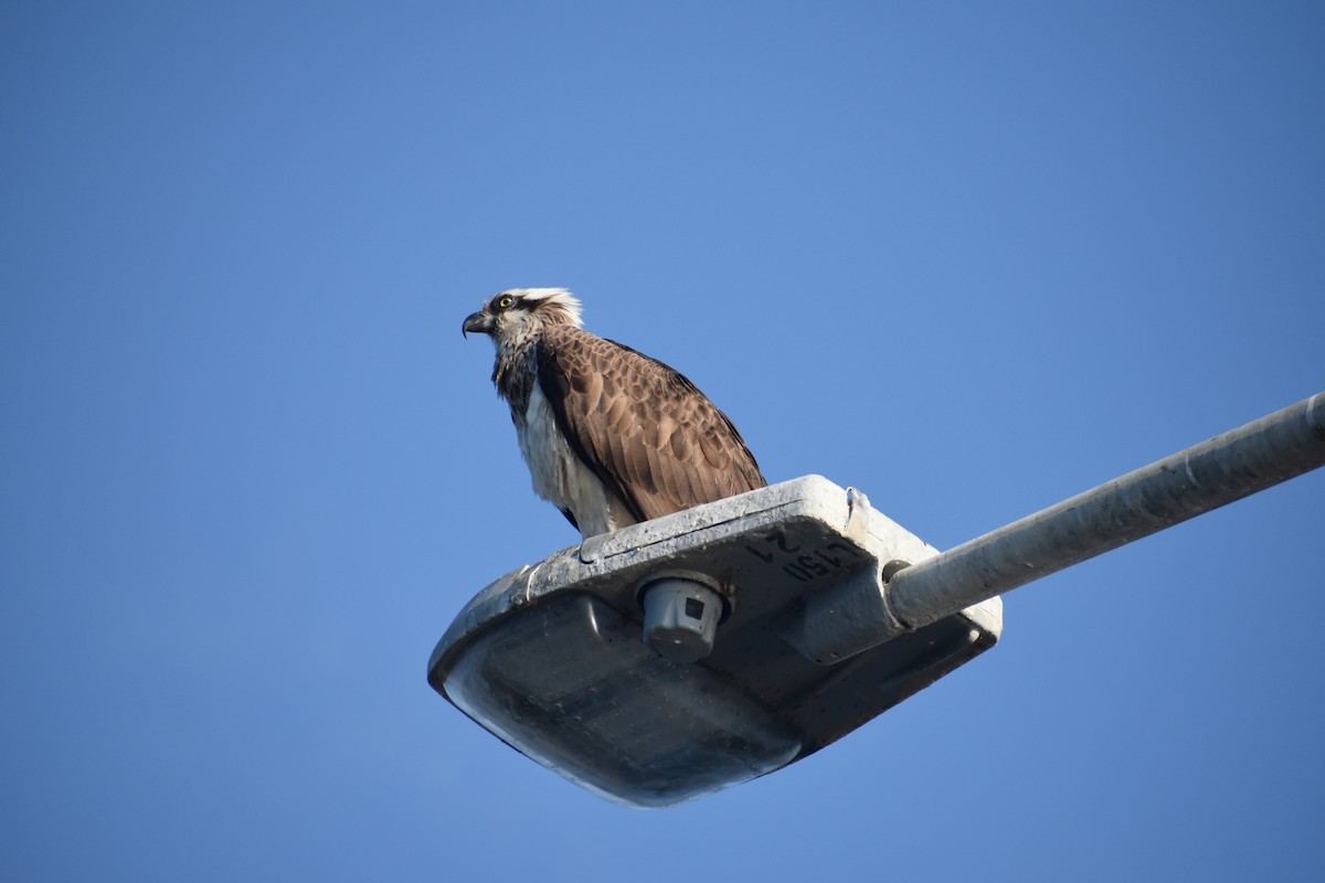 Osprey - ML609597329