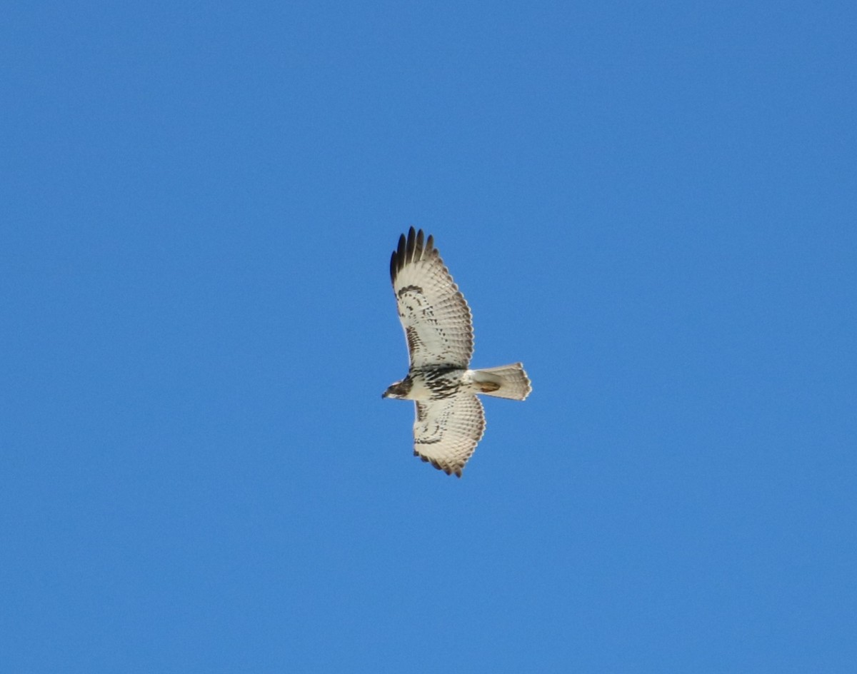 Red-tailed Hawk - ML609597339