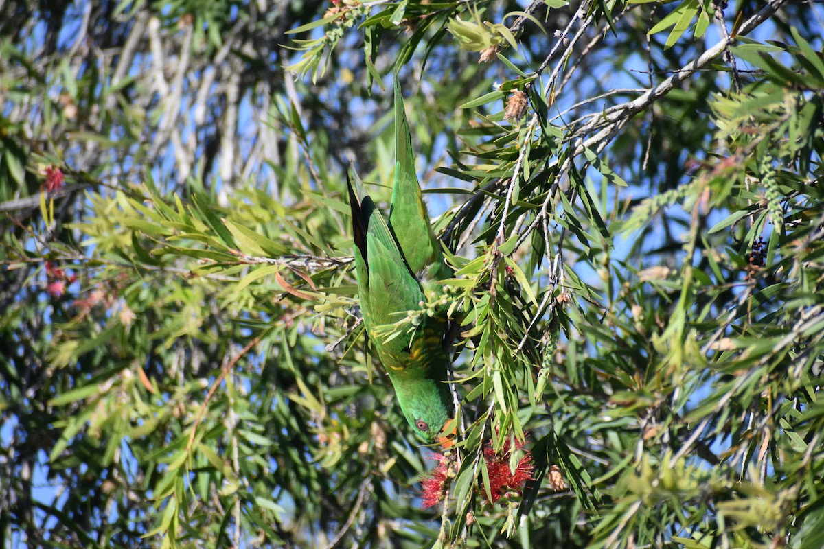 Scaly-breasted Lorikeet - ML609597345