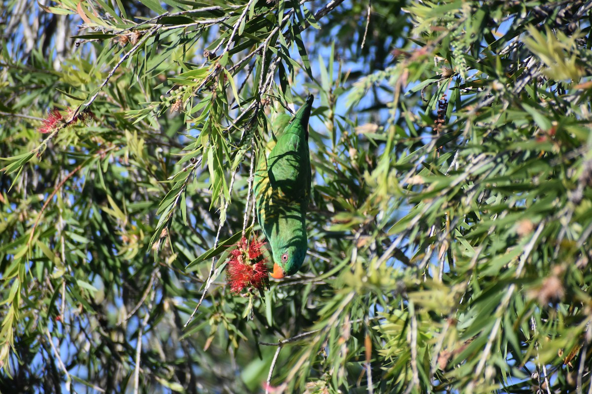 Scaly-breasted Lorikeet - ML609597346