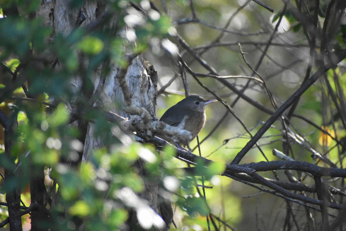 Rufous Shrikethrush - ML609597350