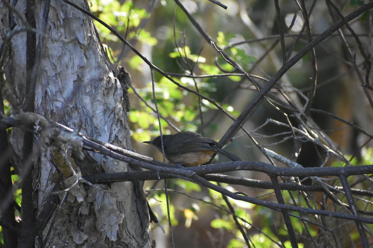 Rufous Shrikethrush - Joshua Yates