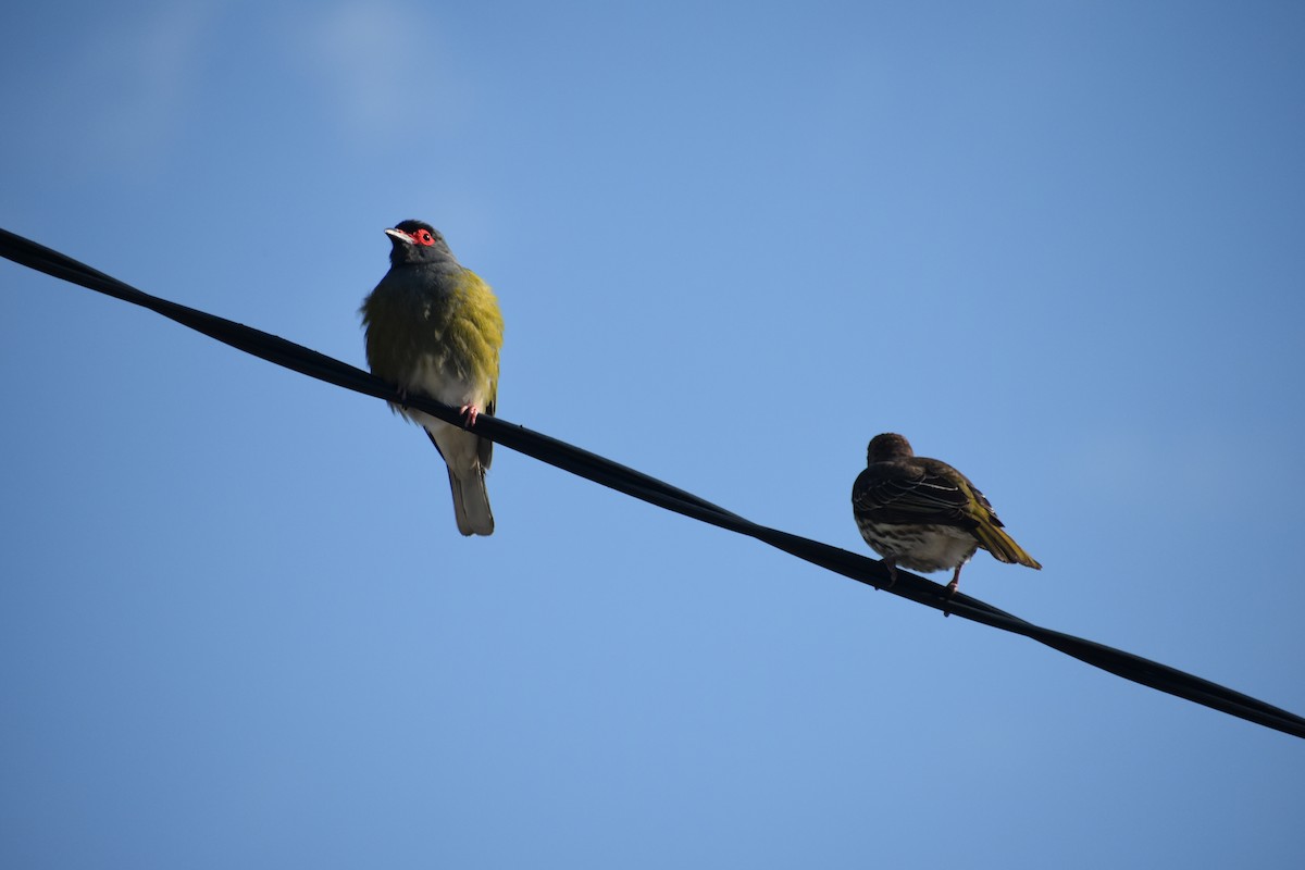 Australasian Figbird - ML609597358