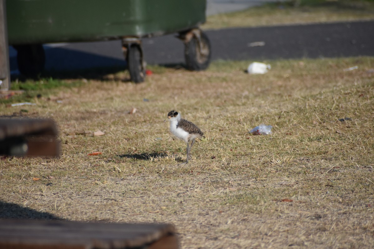 Masked Lapwing - ML609597367