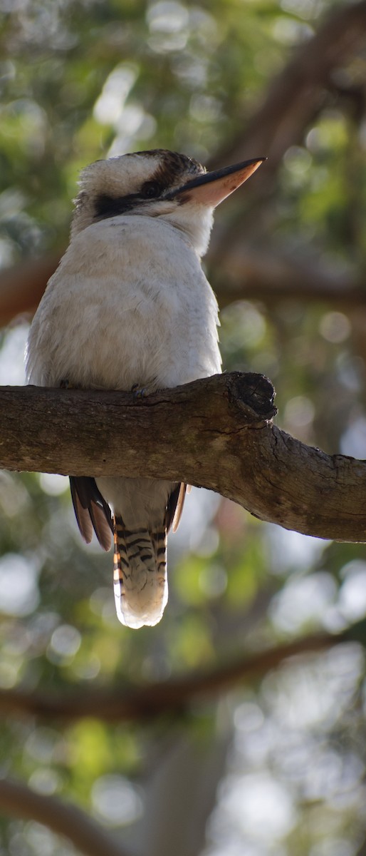 Laughing Kookaburra - ML609597375