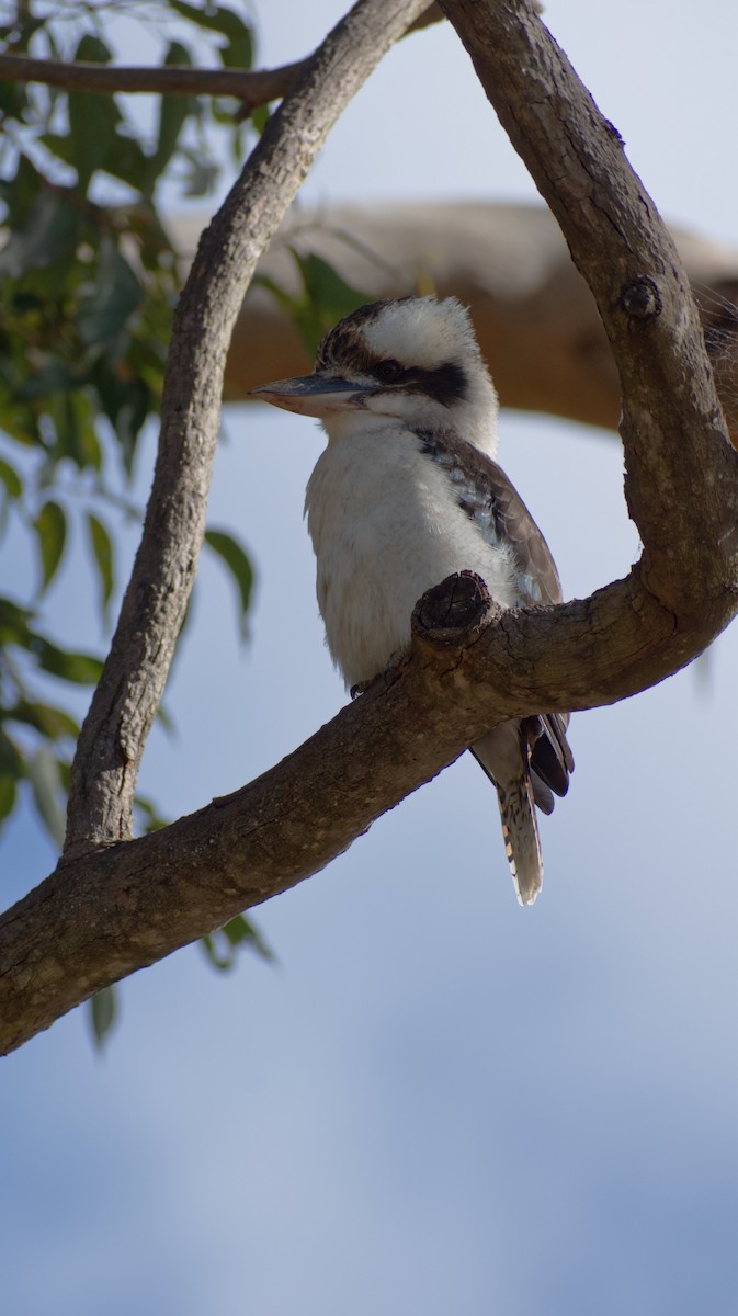 Laughing Kookaburra - ML609597376