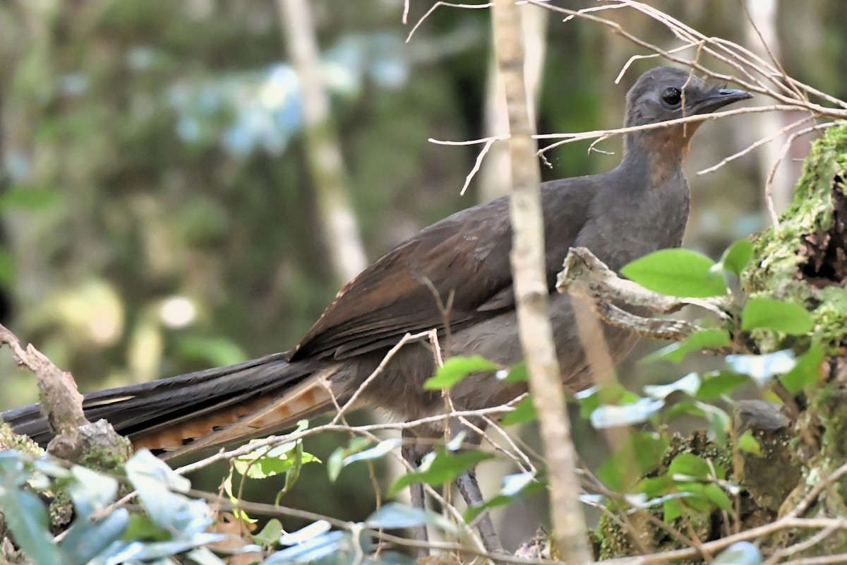 Superb Lyrebird - ML609597393