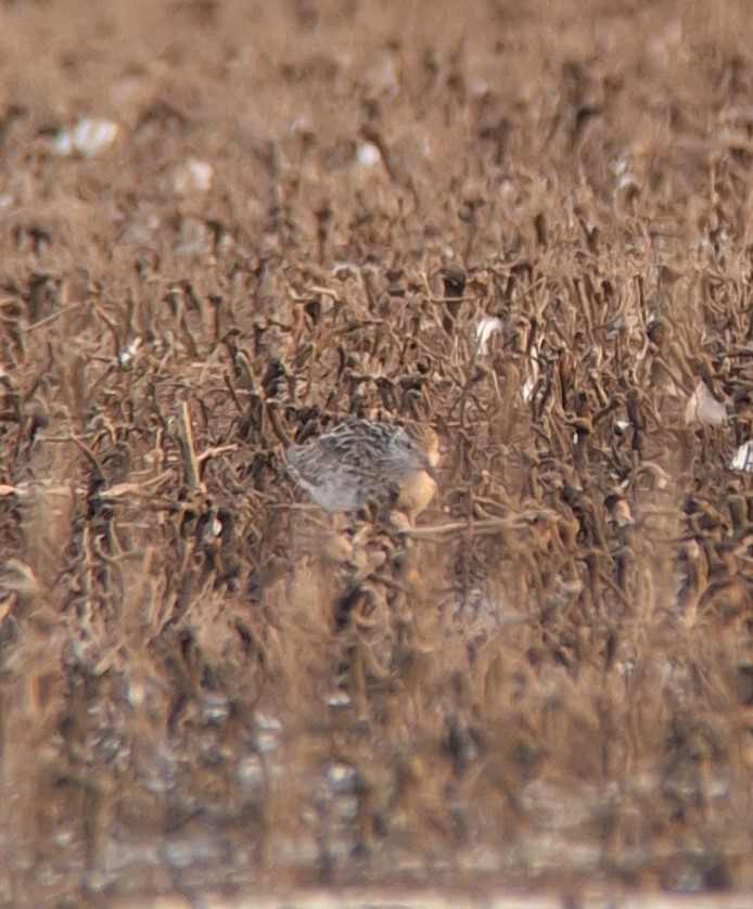 Calidris sp. (petit bécasseau sp.) - ML609597401