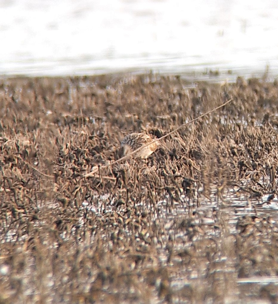 Calidris sp. (peep sp.) - ML609597405