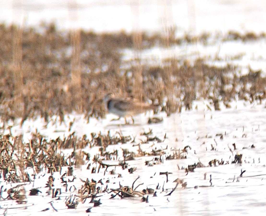 tanımsız küçük kumkuşu (Calidris sp.) - ML609597408