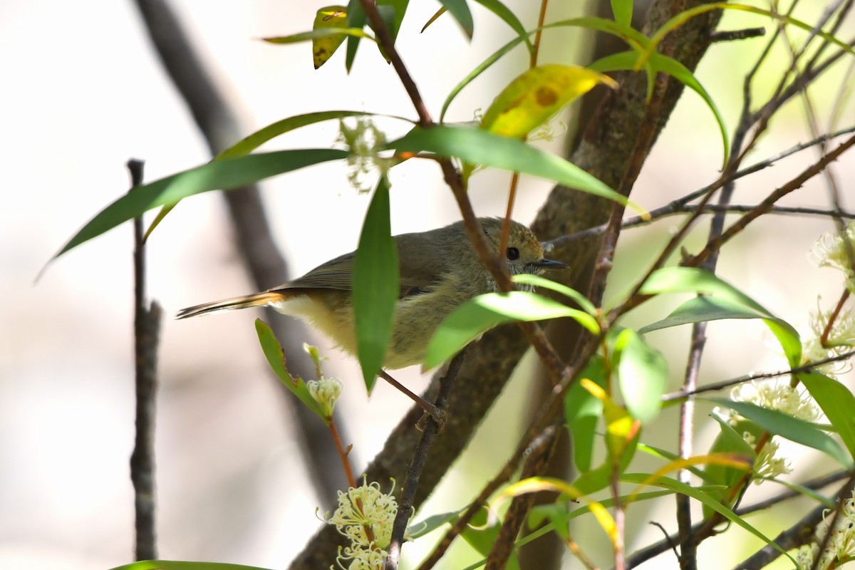 Brown Thornbill - ML609597449