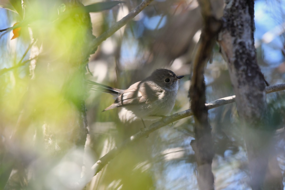 Flame Robin - ML609597452