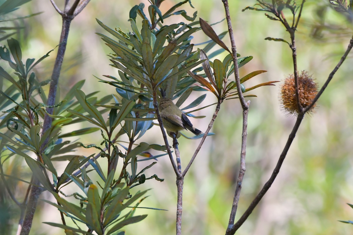 Striated Thornbill - ML609597456