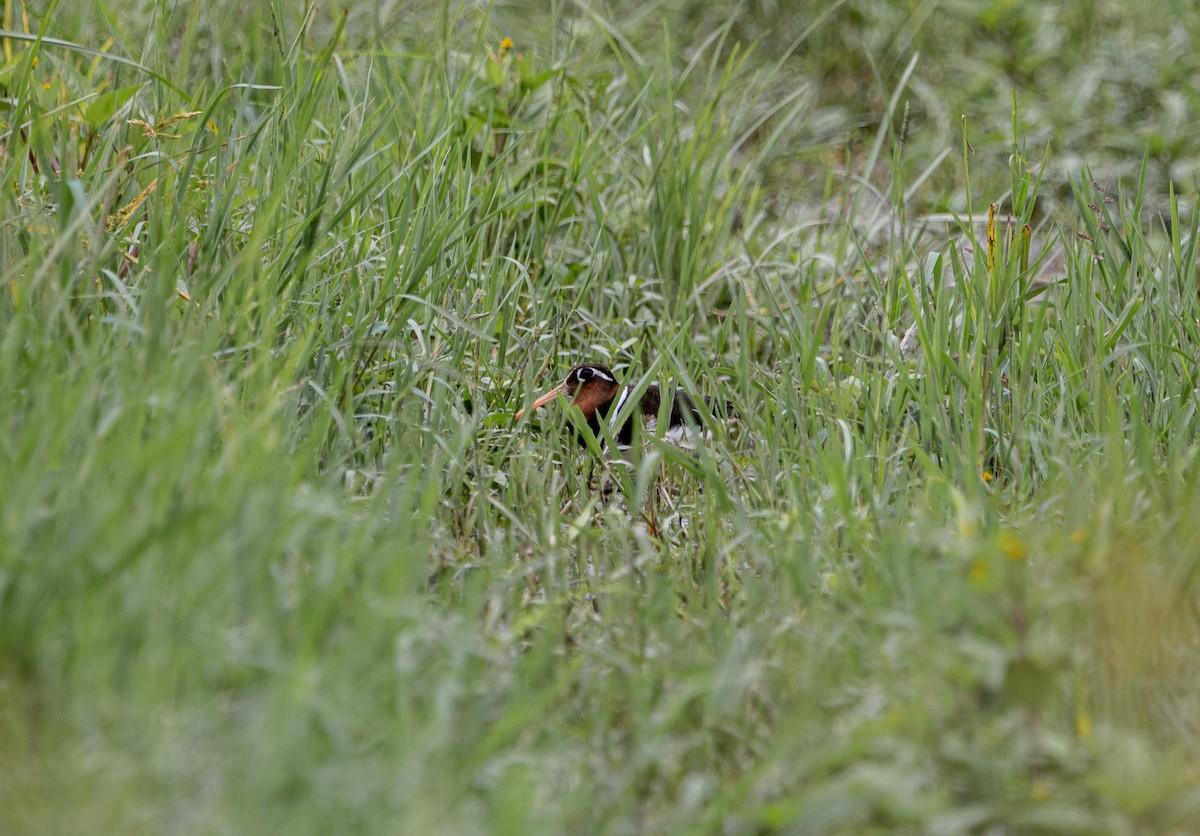 Greater Painted-Snipe - ML609597485