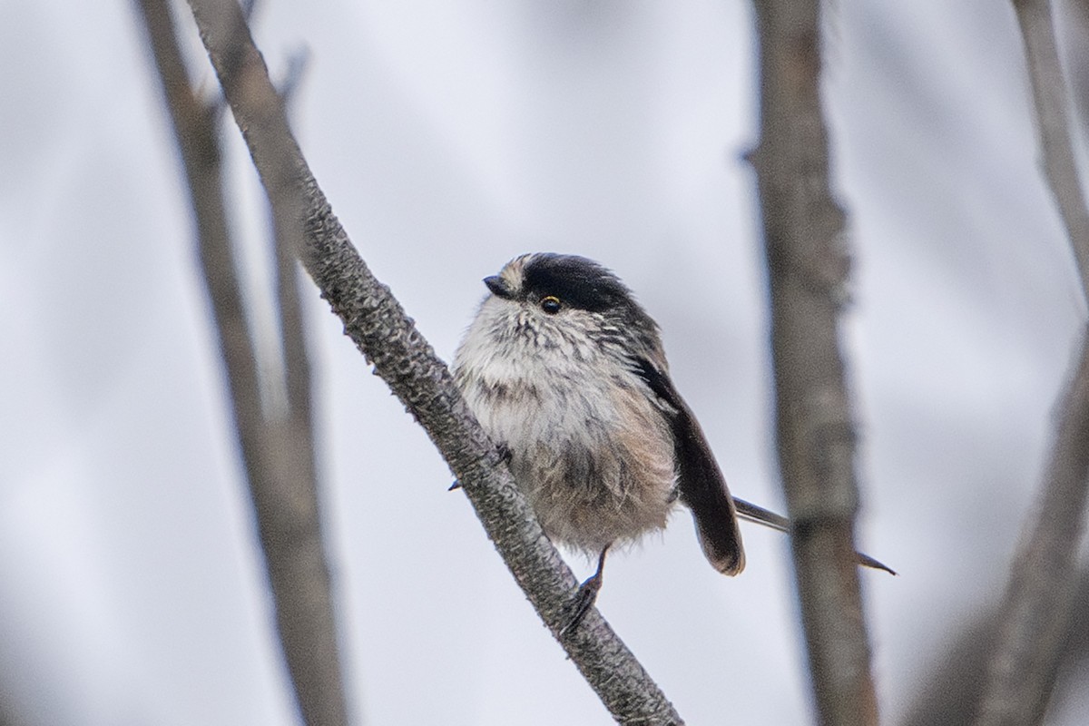 Long-tailed Tit - ML609597487