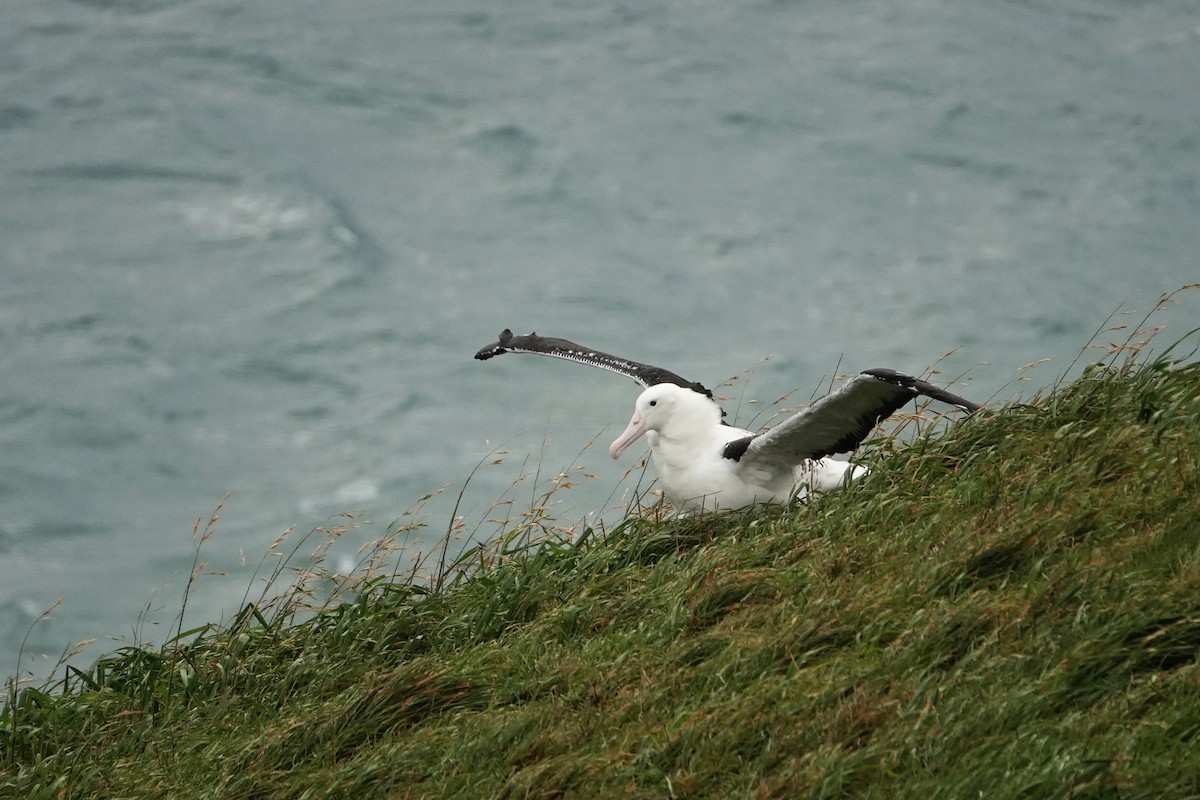 Northern Royal Albatross - Emily Jenkins