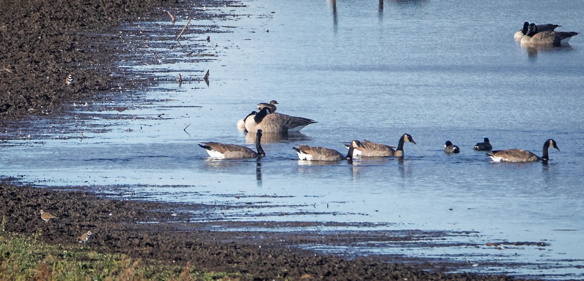 Killdeer - ML609597556