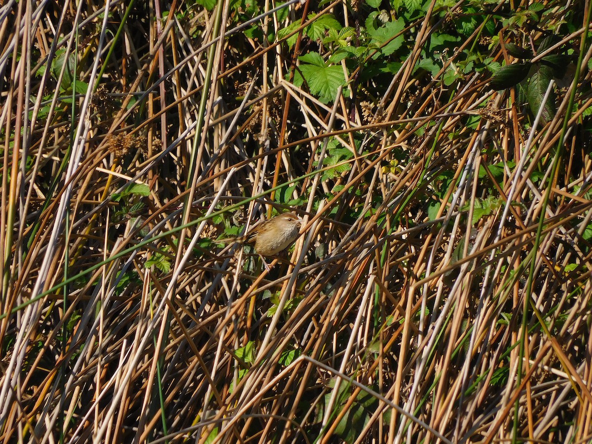 Little Grassbird - ML609597597