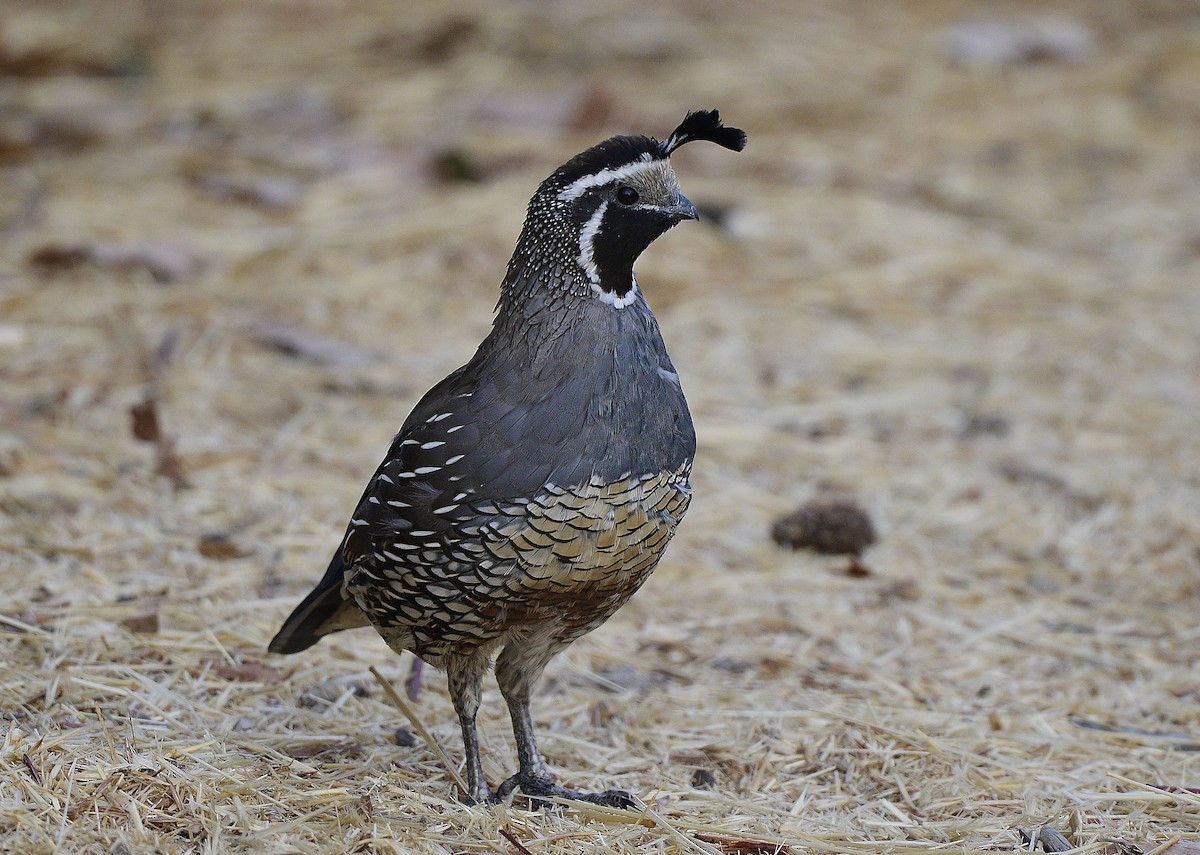 California Quail - ML609597645