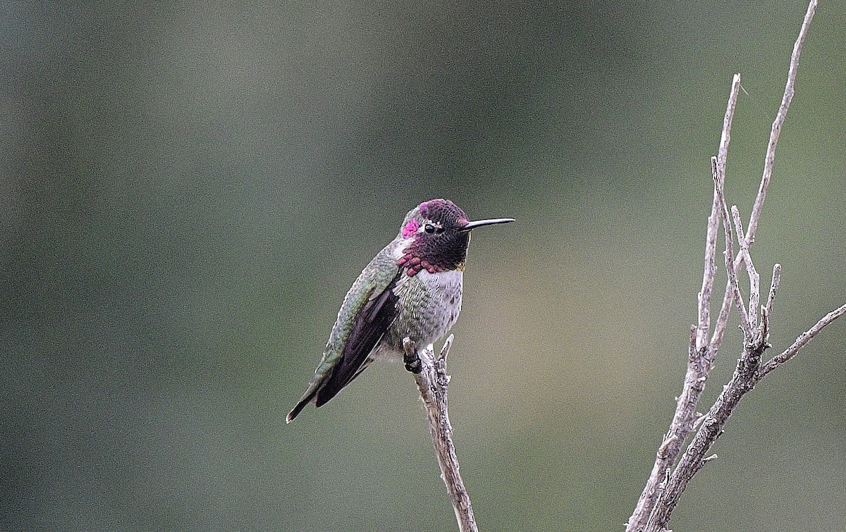 Anna's Hummingbird - ML609597646