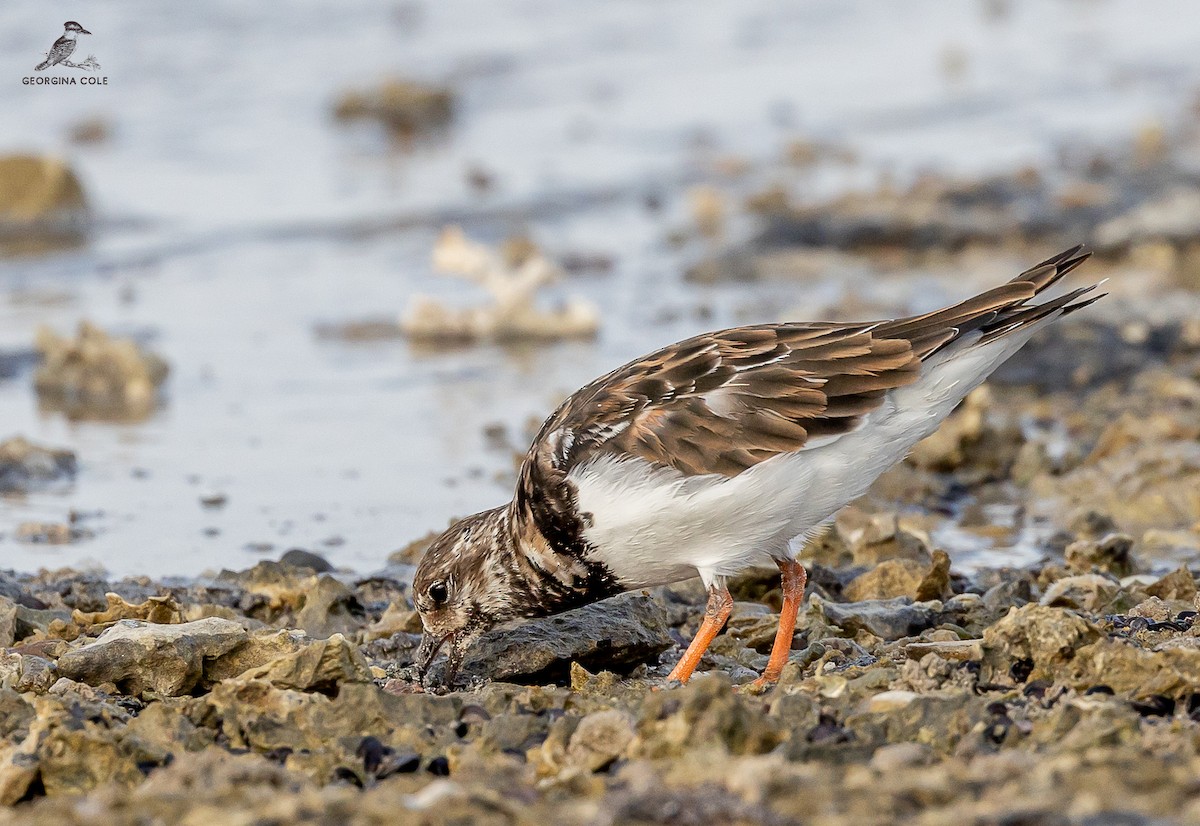 Ruddy Turnstone - ML609597649