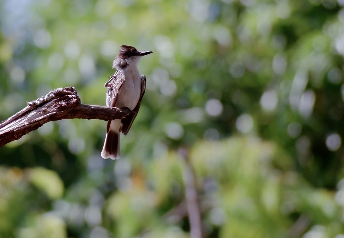 Loggerhead Kingbird (Loggerhead) - ML609597658