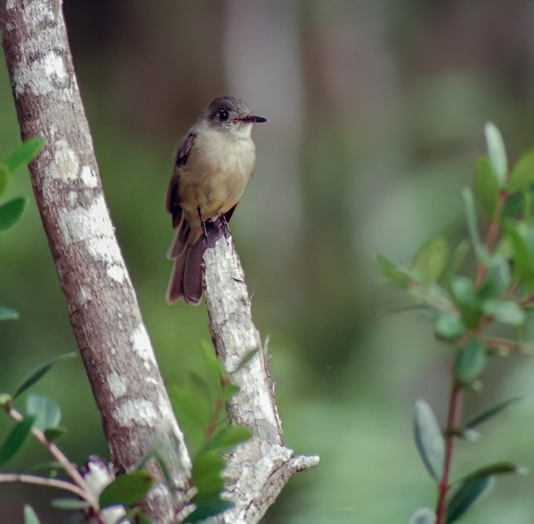 Cuban Pewee - ML609597660