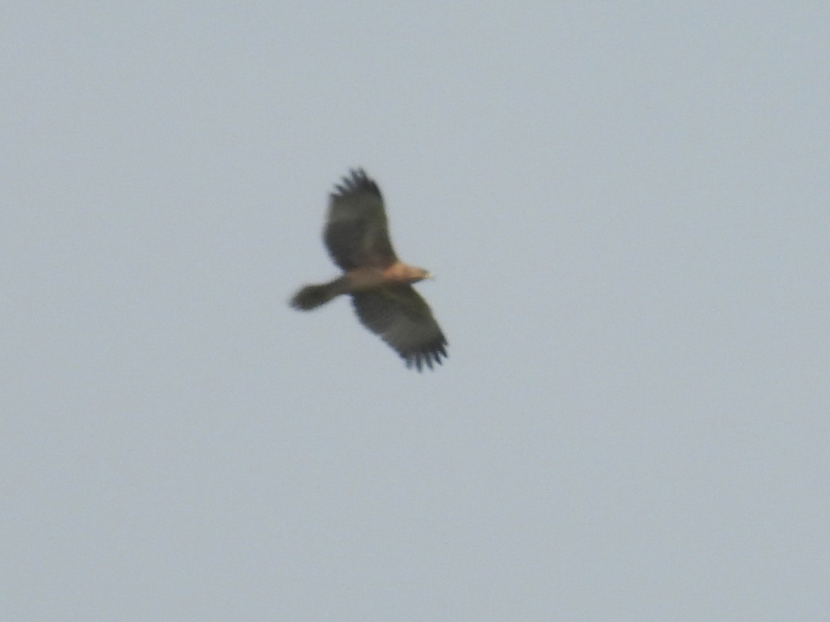 Bonelli's Eagle - ML609597690