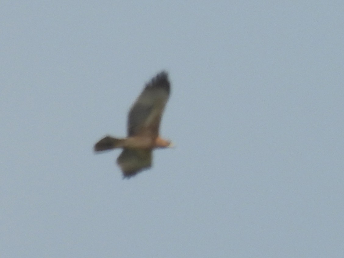 Bonelli's Eagle - ML609597691
