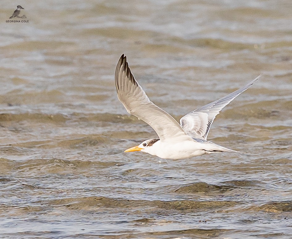 Lesser Crested Tern - ML609597694