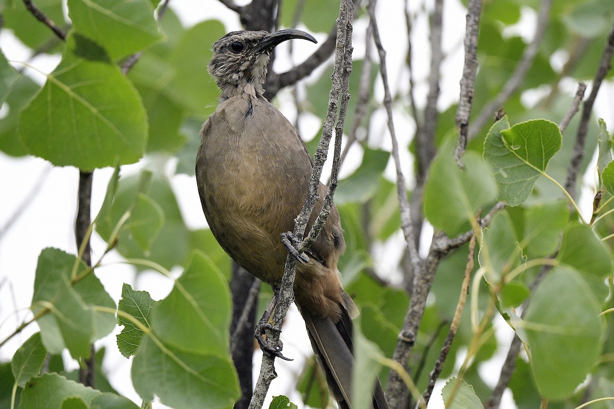 California Thrasher - ML609597696