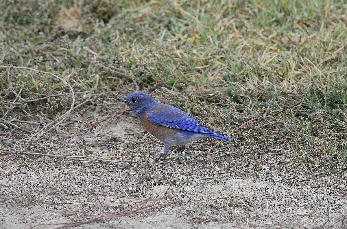 Western Bluebird - ML609597699