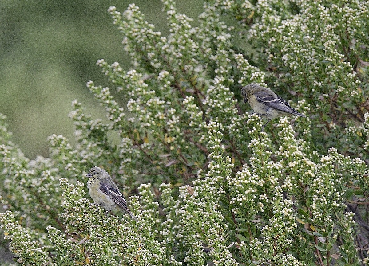 Lesser Goldfinch - JoAnna Clayton