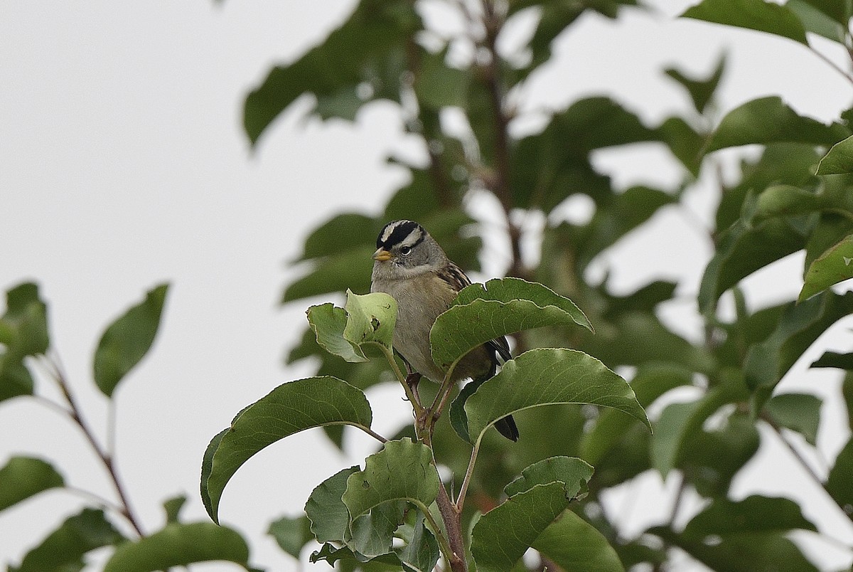 White-crowned Sparrow - ML609597702