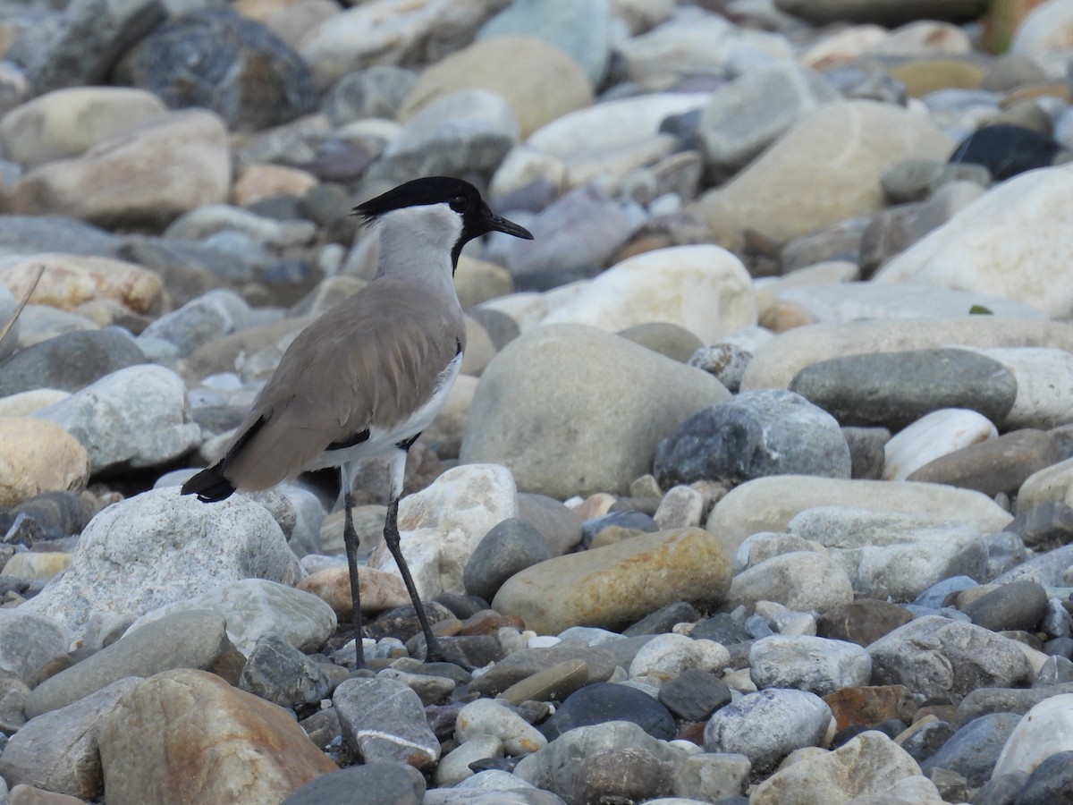 River Lapwing - ML609597716