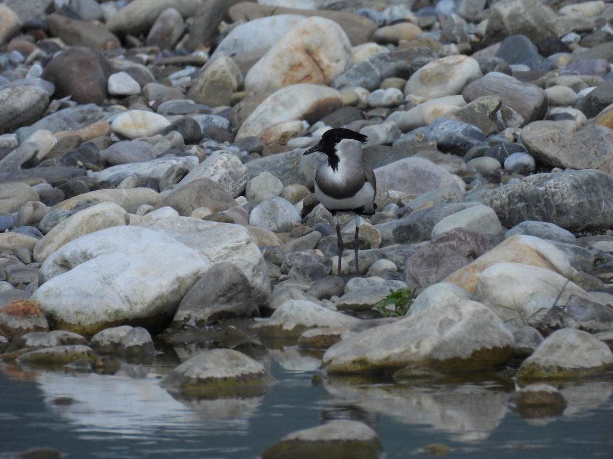 River Lapwing - ML609597737