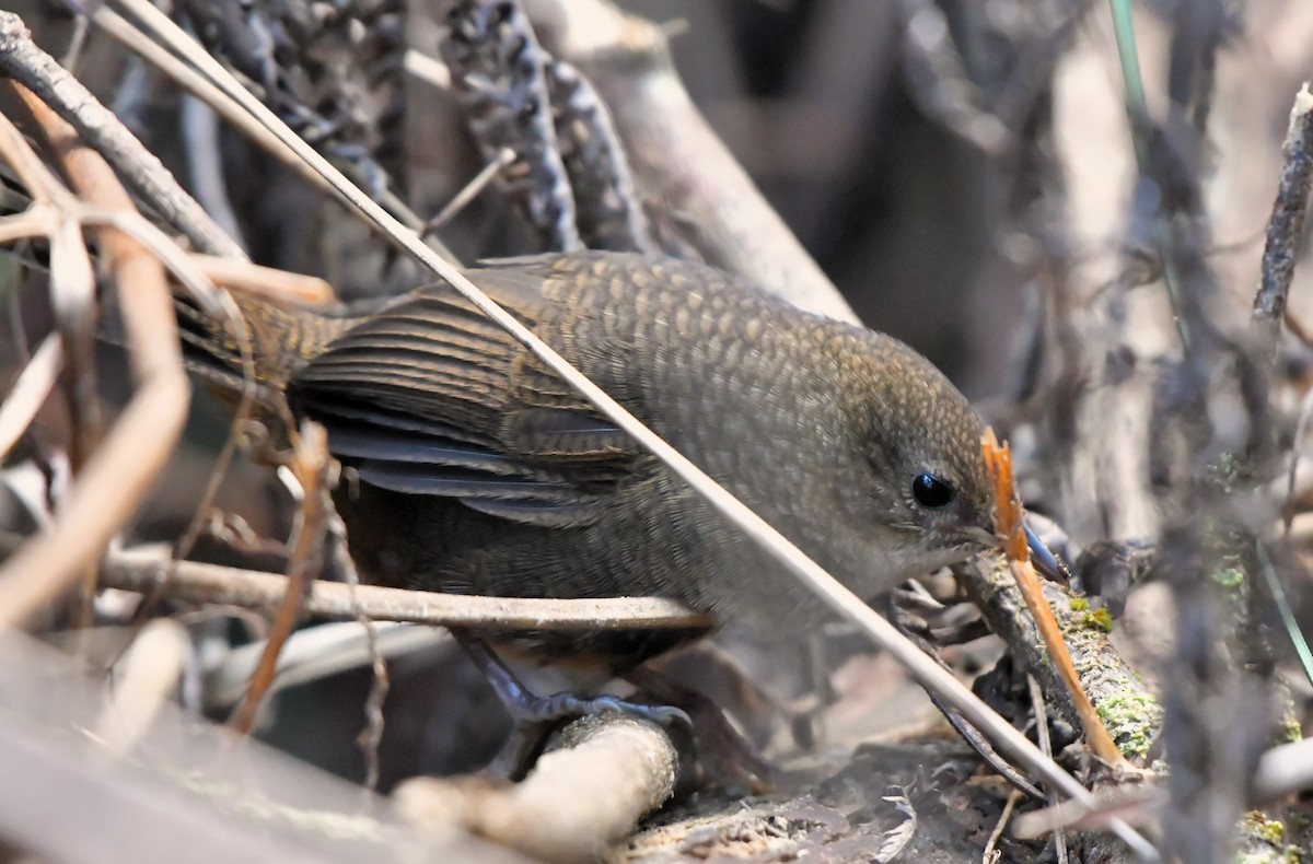 Rostdickichtvogel - ML609597762