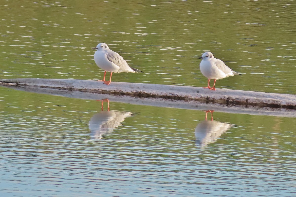 Bonaparte's Gull - ML609597799