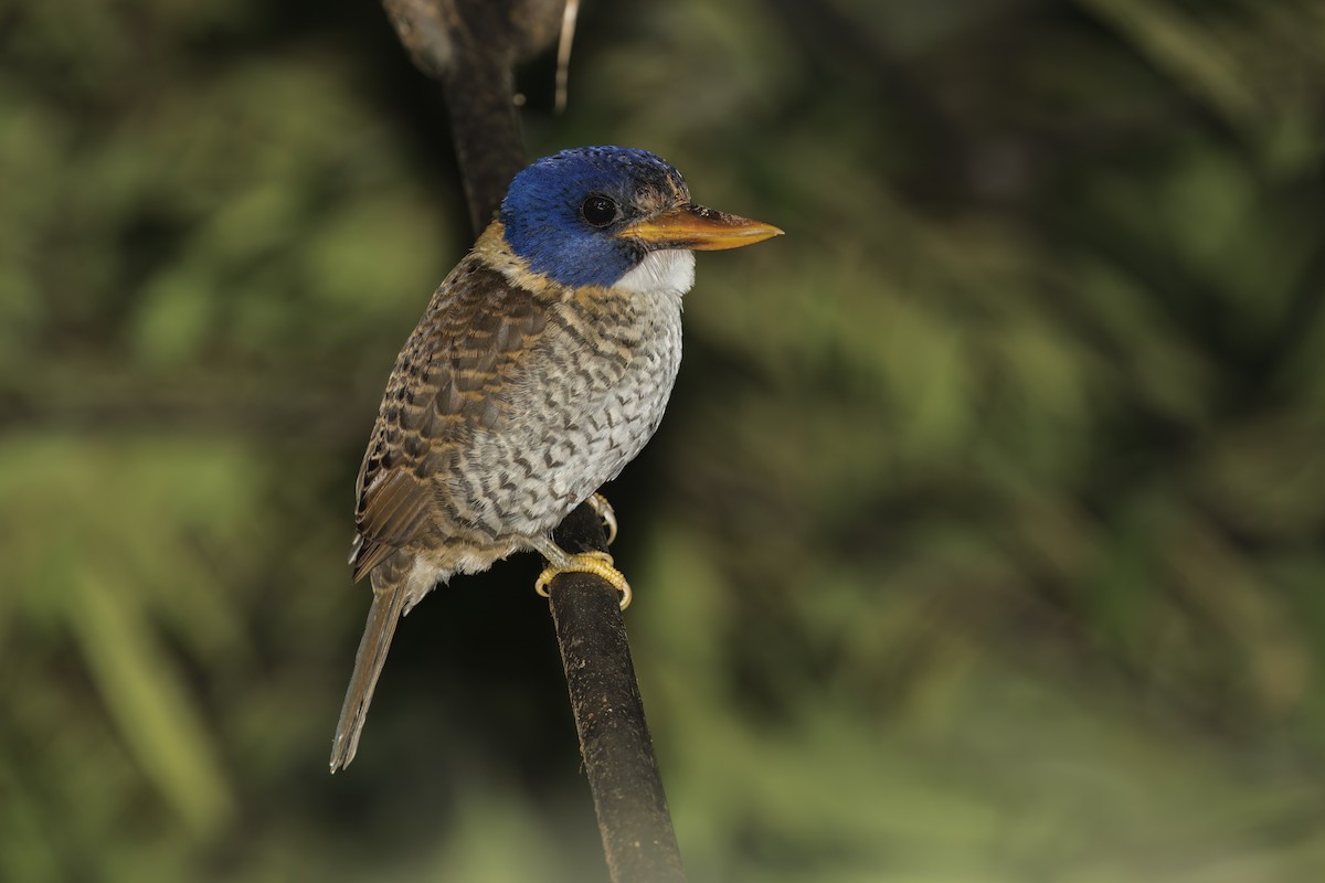 Scaly-breasted Kingfisher - ML609597848