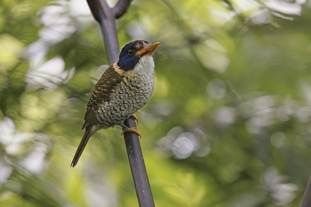 Scaly-breasted Kingfisher - ML609597850