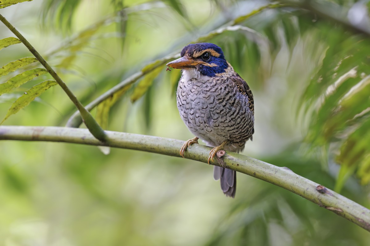 Scaly-breasted Kingfisher - ML609597852