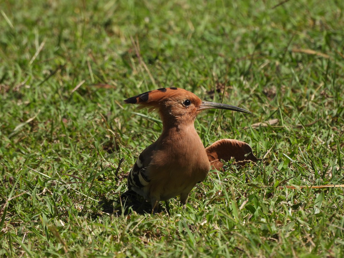 Eurasian Hoopoe - Endre Kovacs