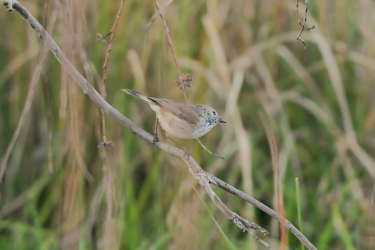 Brown Thornbill - ML609597883