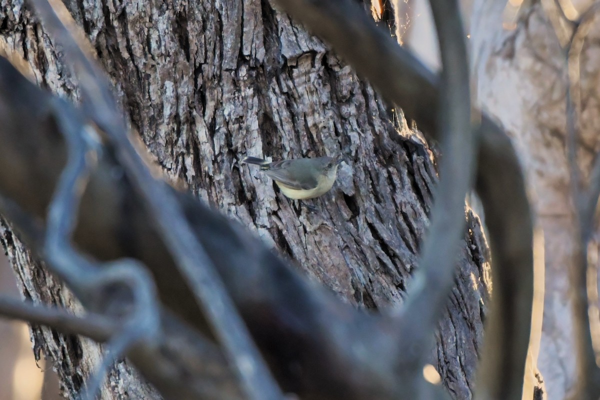 Buff-rumped Thornbill - ML609597895