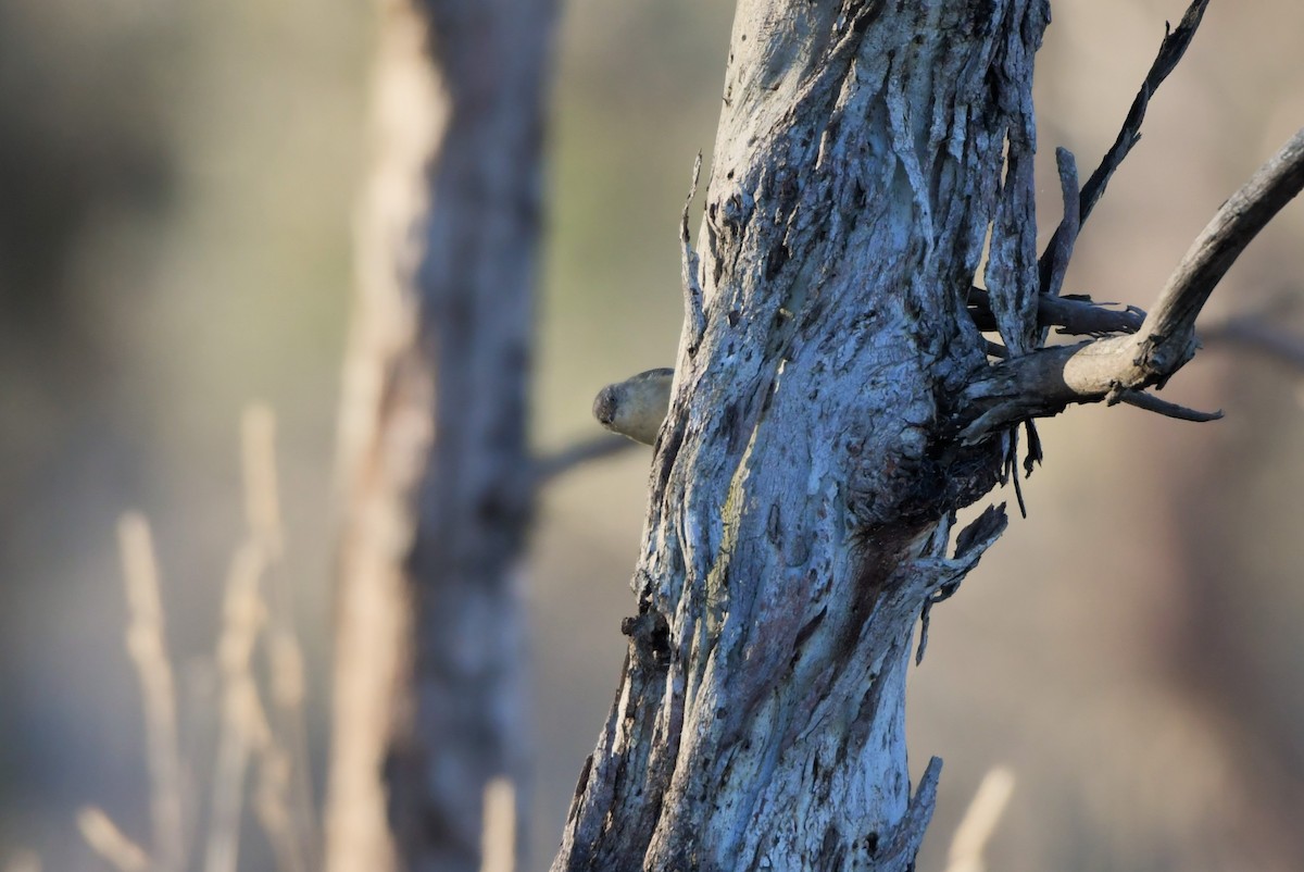 Buff-rumped Thornbill - ML609597896