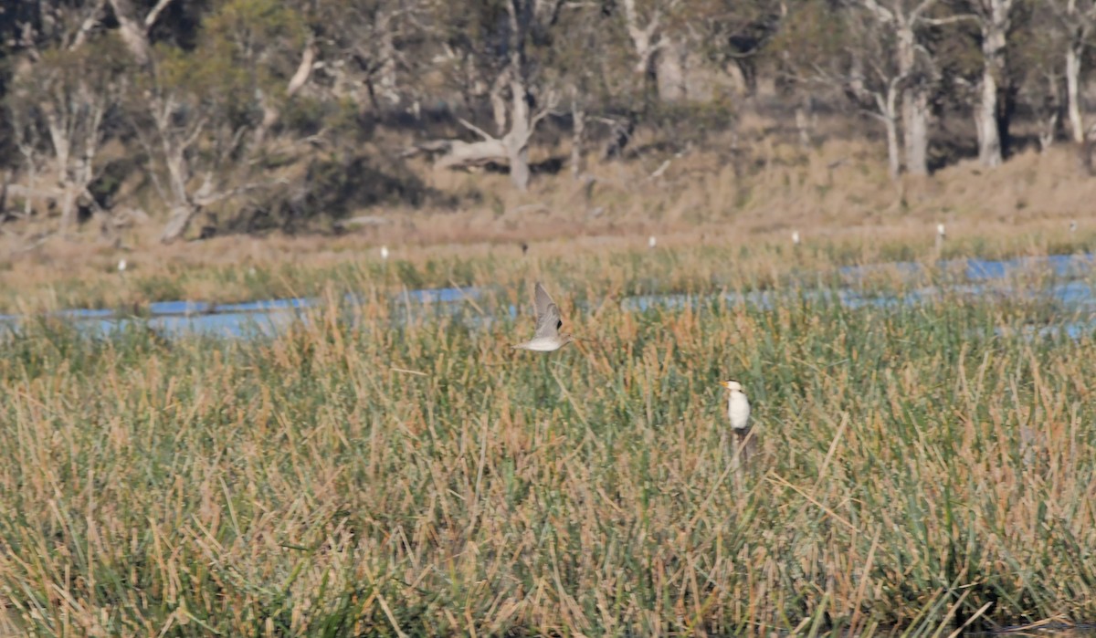 Latham's Snipe - ML609597903