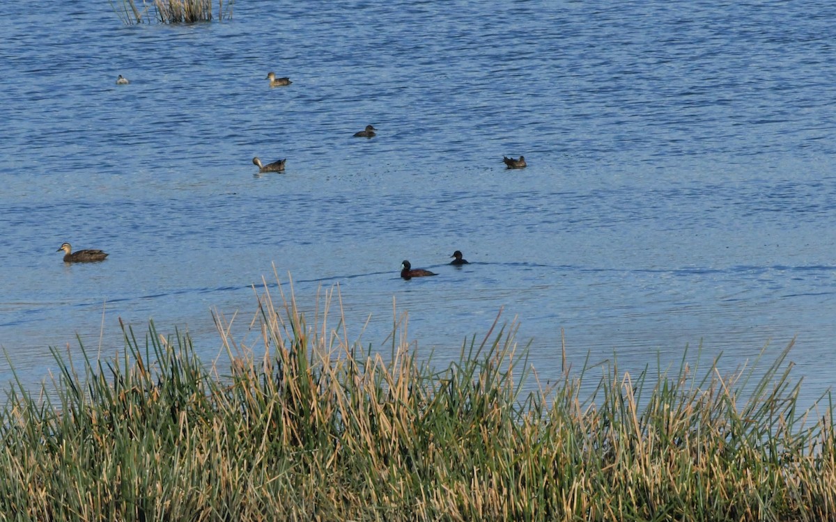 Blue-billed Duck - Sam Adams